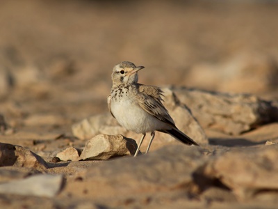 Greater Hoopoe-Lark