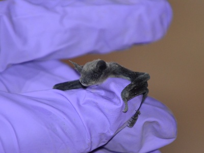 Greater mouse-eared bat (netopýr velký)
