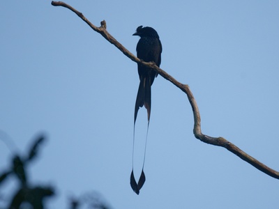 Greater Racket-tailed Drongo