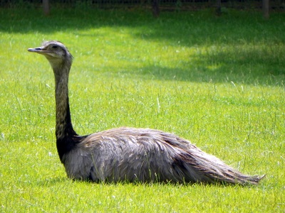 Greater rhea
