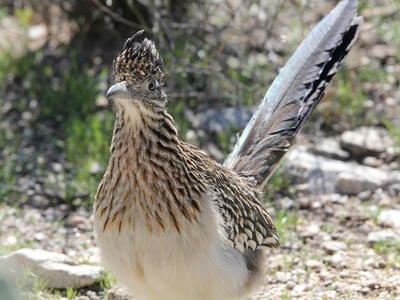 Greater roadrunner