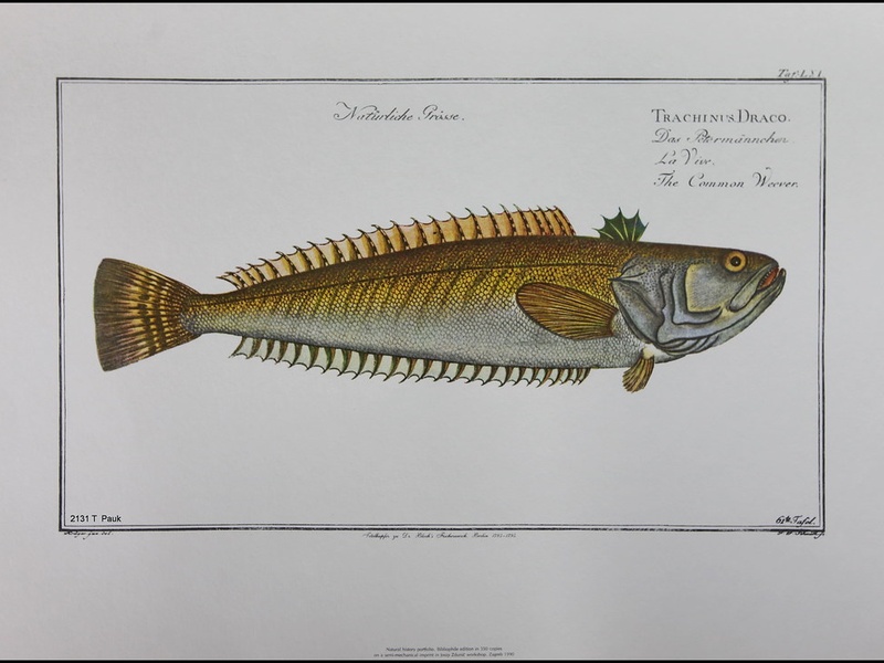 The Complete List of Fish of Israel - Flora Fauna Fun