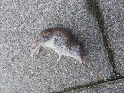 Greater white-toothed shrew