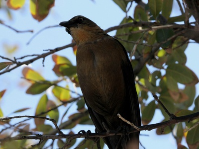 Great‑tailed Grackle