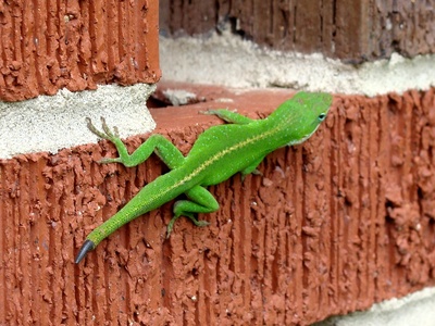 Green anole