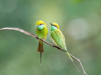 Green Bee-eater