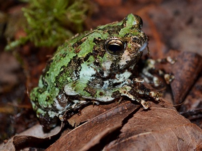 Green Burrowing Frog