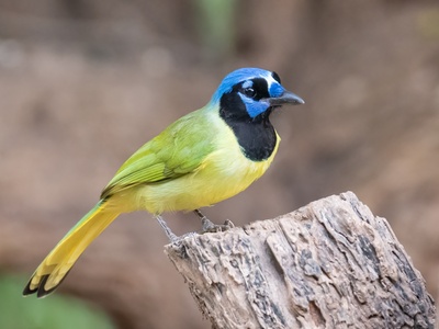 Green Jay