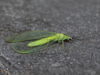 Green Lacewing