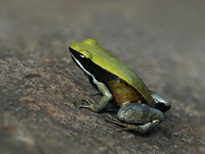 Green Mantella
