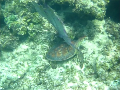 Green sea turtle