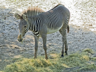 Grevy's Zebra