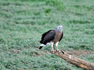 Grey-headed Fish Eagle