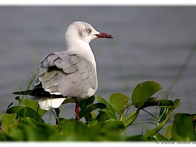 Grey-headed Gull