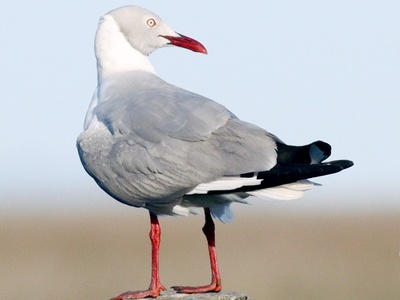 Grey-headed Gull