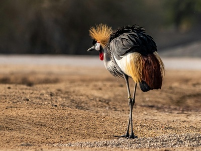 Grey crowned crane