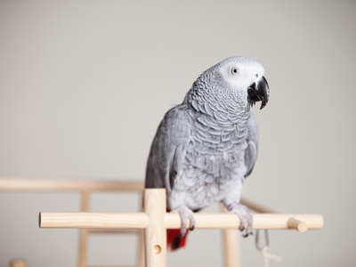 Grey Parrot