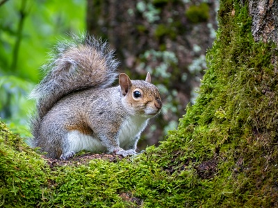 Grey squirrel