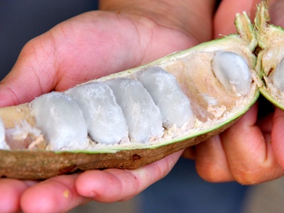 Guama (ice-cream bean)