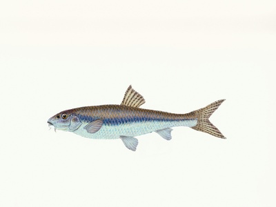 Gudgeon