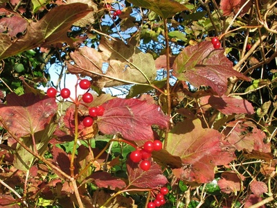 Guelder Rose