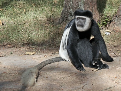 Guereza Colobus