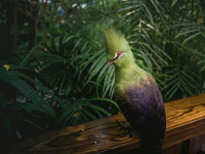 Guinea Turaco
