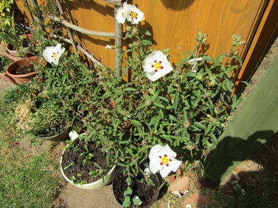 Gum rockrose