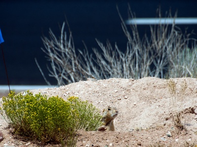 Gunnison's prairie dog