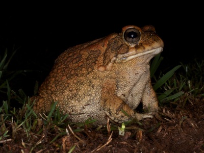 Guttural Toad