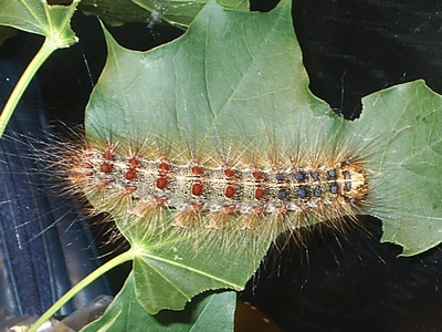 Gypsy moth