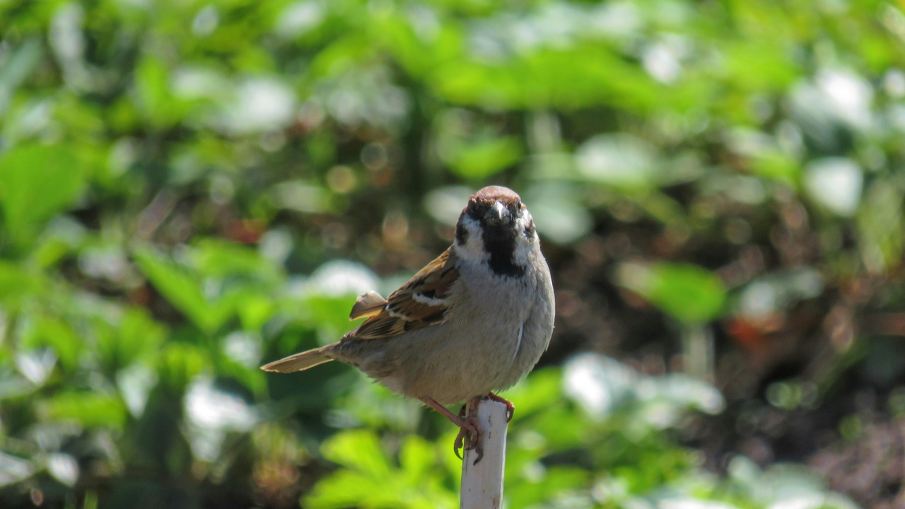 House sparrow in urban setting and finch in woodland habitat