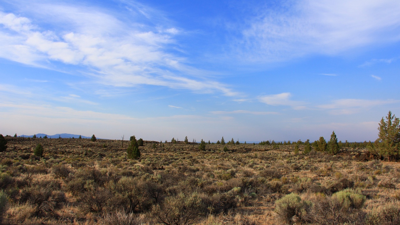 Bobcat moving through mixed forest and brush habitat.