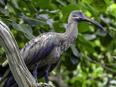 Hadada ibis