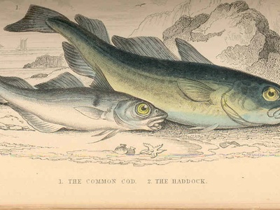 Haddock