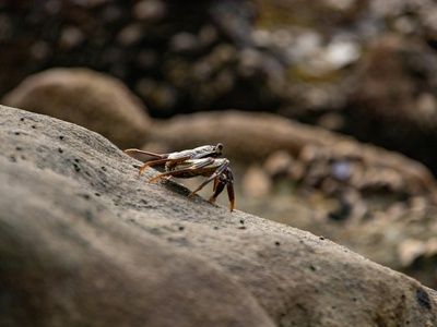 Hairy Leg Mountain Crab