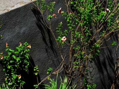 Hairy rock jasmine