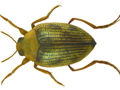 Haliplus ruficollis