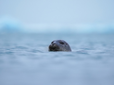 Harbour seal