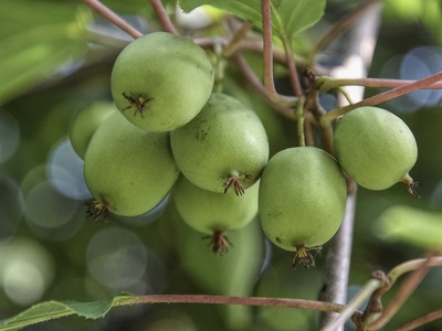 Hardy kiwi