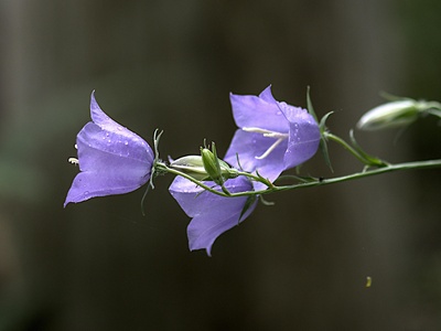 Harebell