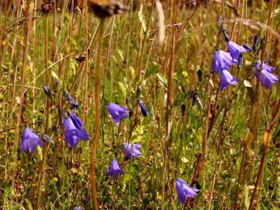 Harebell