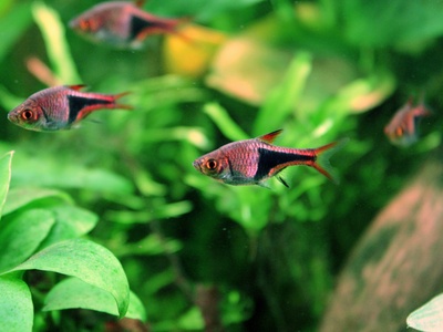Harlequin Rasbora