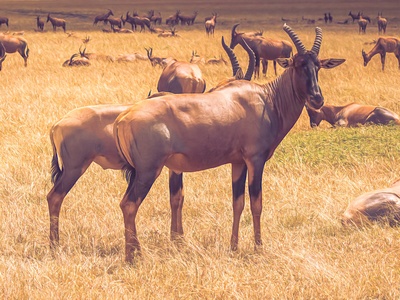 Hartebeest (Topi-like populations)