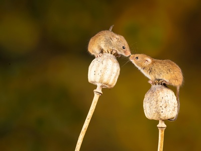 Harvest Mouse