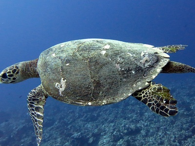 Hawksbill sea turtle