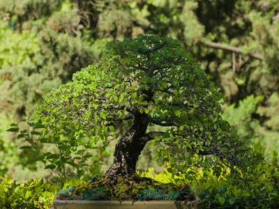 Hawthorn bonsai (various)