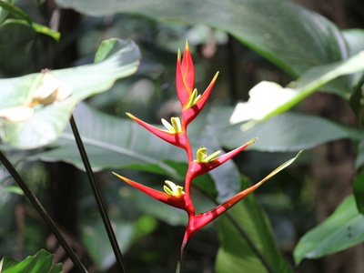 Heliconia