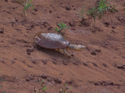 Helmeted turtle