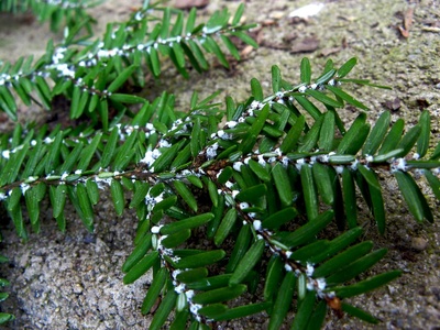 Hemlock woolly adelgid